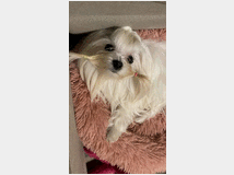 5355937 Accoppiamento Maltese Coreano