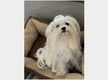 5355938 Accoppiamento Maltese Coreano