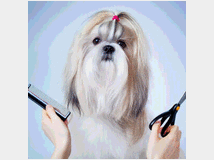 5356006 animali accessori e