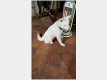Cuccioli di akita inu