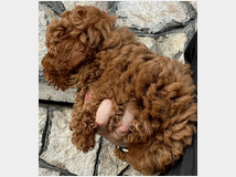 5357664 Barboncini nani 