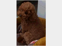 5357665 Barboncini nani 