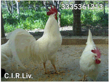 5358902 Galline di razza
