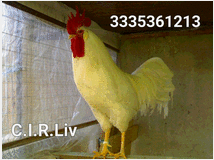 Galline livornesi bianche purissime in vendita