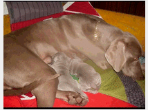 Weimaraner