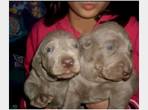 5359010 Weimaraner