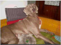 5359011 Weimaraner