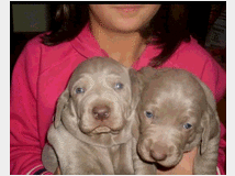 5359012 Weimaraner