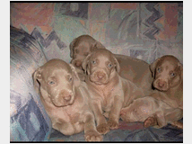 5359015 Weimaraner
