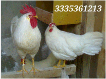 5360774 livornesi selezionate