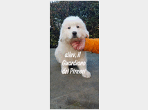 Cane da montagna dei pirenei