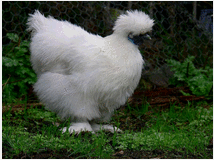 Uova feconde di moroseta bianca