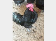 Uova feconde di australorp nera