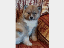 Akita inu
