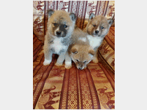 5362510 Akita inu
