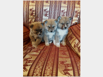 5362512 Akita inu