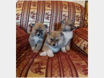 5362513 Akita inu
