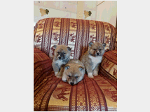 5362514 Akita inu