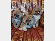 5362516 Akita inu