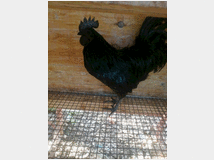 Uova feconde di ayam cemani