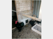 Uova feconde di cocincina gigante