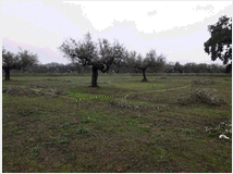 5365649 terreno edificabile mq3635
