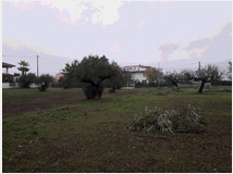 5365651 terreno edificabile mq3635