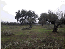 5365652 terreno edificabile mq3635