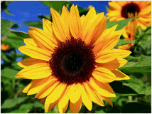 Raff cartomante sensitivo consulto tarocchi