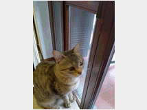 In regalo  gattina