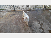 5369442 Akita inu 