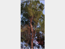 Alberi e legna di pino marino