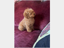 5371569 Barboncini nani 