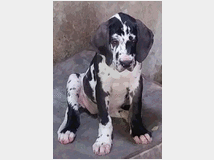 5371993 Cani alani tedeschi