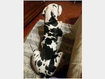 5371994 Cani alani tedeschi