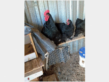 Uova feconde di  cocincina gigante nera