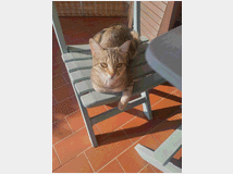 Gattina