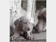 Cuccioli di weimaraner