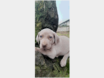 5373546 Cuccioli di weimaraner