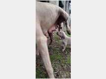5373547 Cuccioli di weimaraner