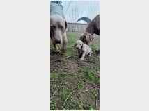 5373548 Cuccioli di weimaraner
