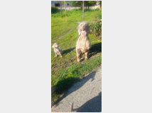 5373549 Cuccioli di weimaraner