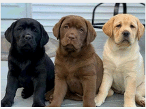 5374400 Labrador Retriever 