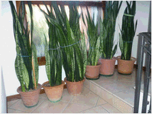 Magnifiche piante sansever per arredare casa