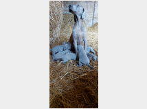 5375173 Cuccioli di weimaraner