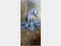 5375174 Cuccioli di weimaraner