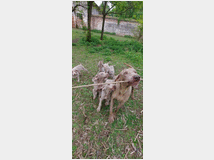 5375175 Cuccioli di weimaraner