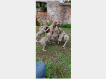 5375176 Cuccioli di weimaraner