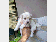 5375388 Maltipoo nano e