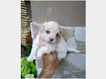 5375389 Maltipoo nano e